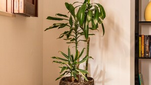 A corner room with a potted plant, a bookshelf, and a window with blinds. - Casa Da Bélgica: Sea View, WiFi & Air Conditioning in Sagres (Sagres)