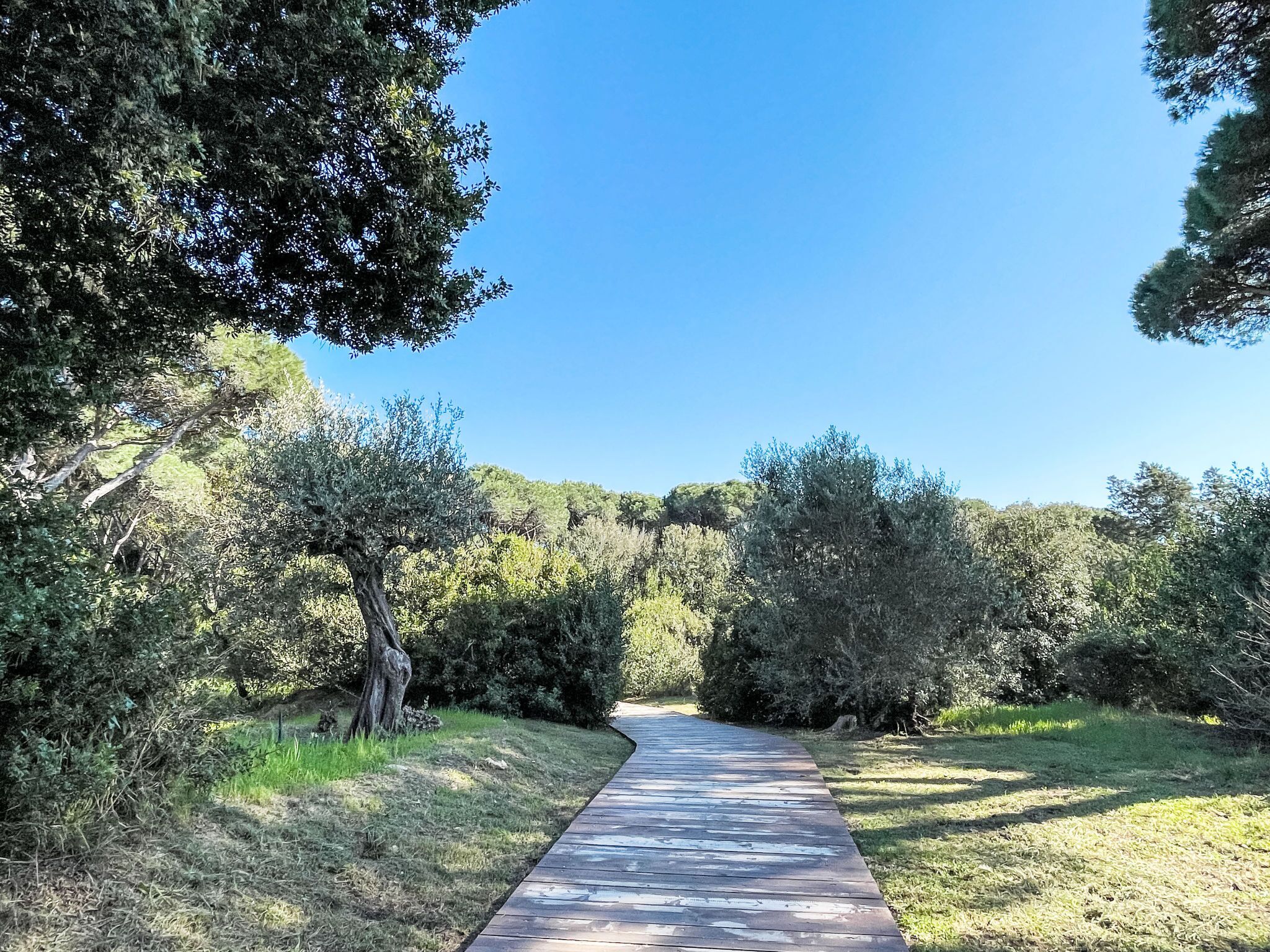 A pathway through a wooded area with trees and shrubs on both sides.