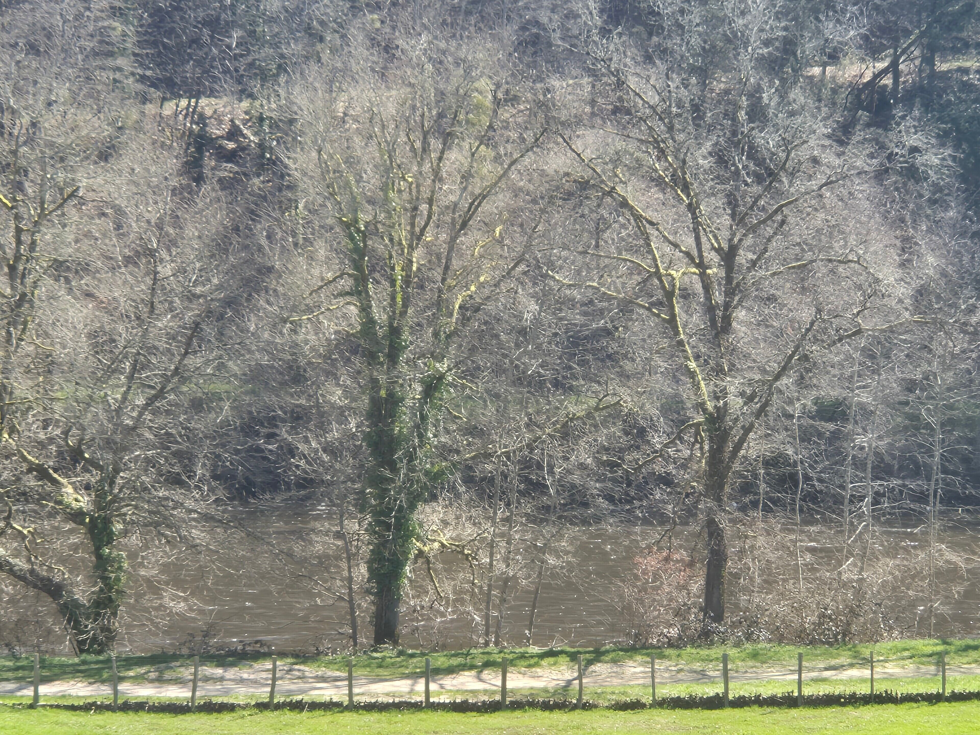 A natural landscape with trees and a body of water.