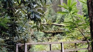 Un pont en bois enjambant un petit ruisseau dans une zone boisée.