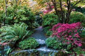 Un paisaje natural con un arroyo, vegetación densa y diversas especies de árboles.