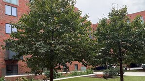 A courtyard with two trees in a brick planter, surrounded by a building with large windows. - Luxury 2-Bed Apartment | Gym | Jewellery Quarter (Birmingham)