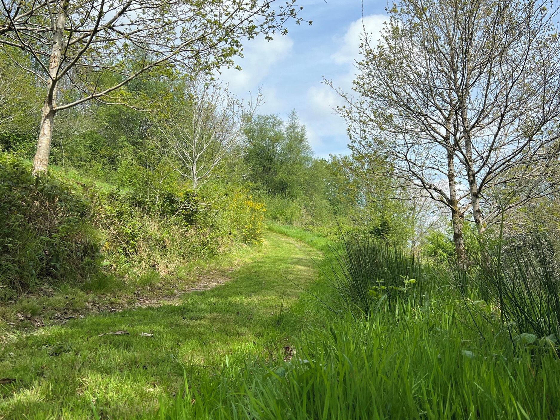 A natural, grassy path flanked by trees and shrubs, leading into a forested area.