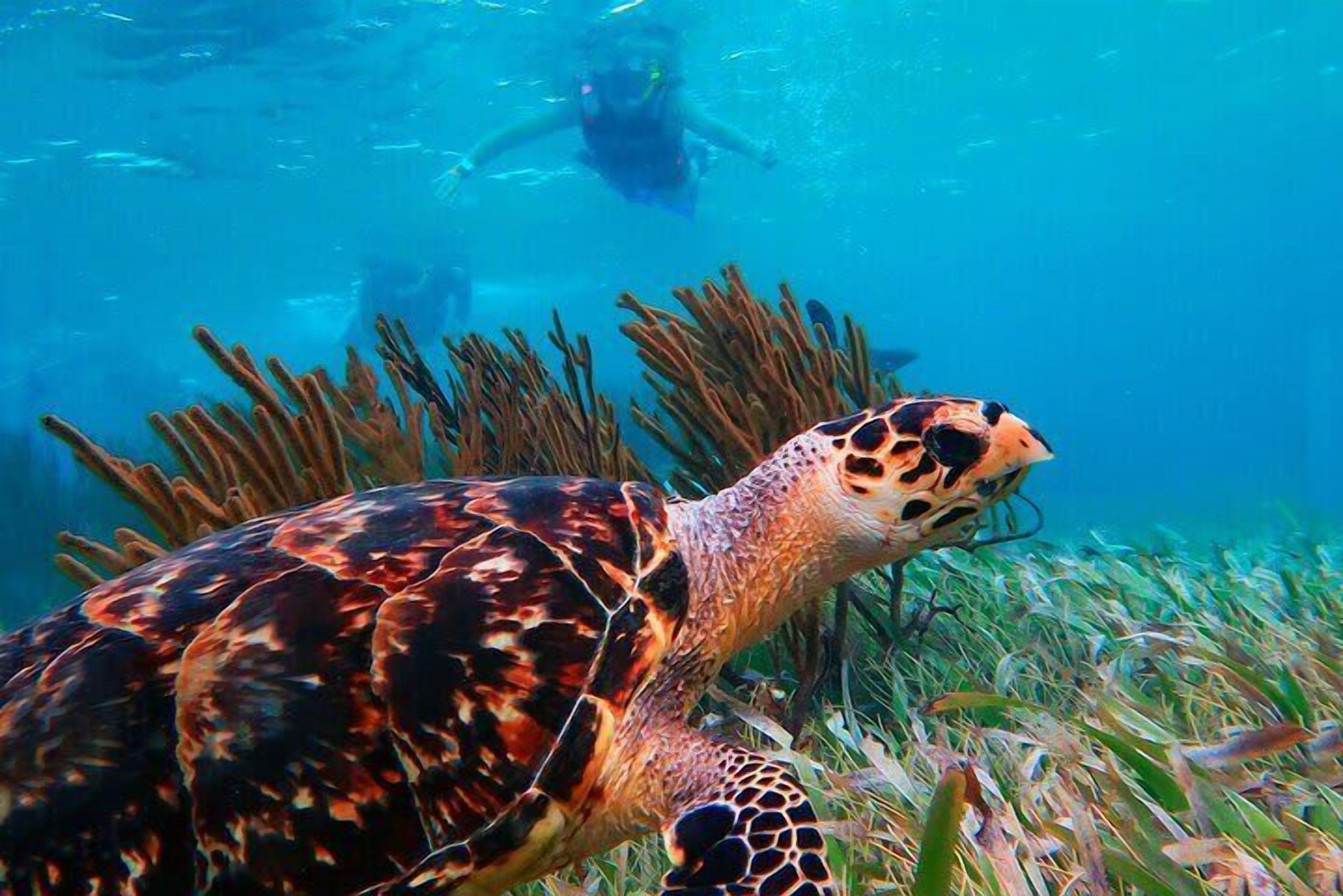 A sea turtle swimming near coral and a diver in the background.