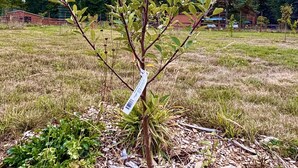 Un pequeño árbol con una etiqueta en un campo cubierto de césped, con árboles al fondo.