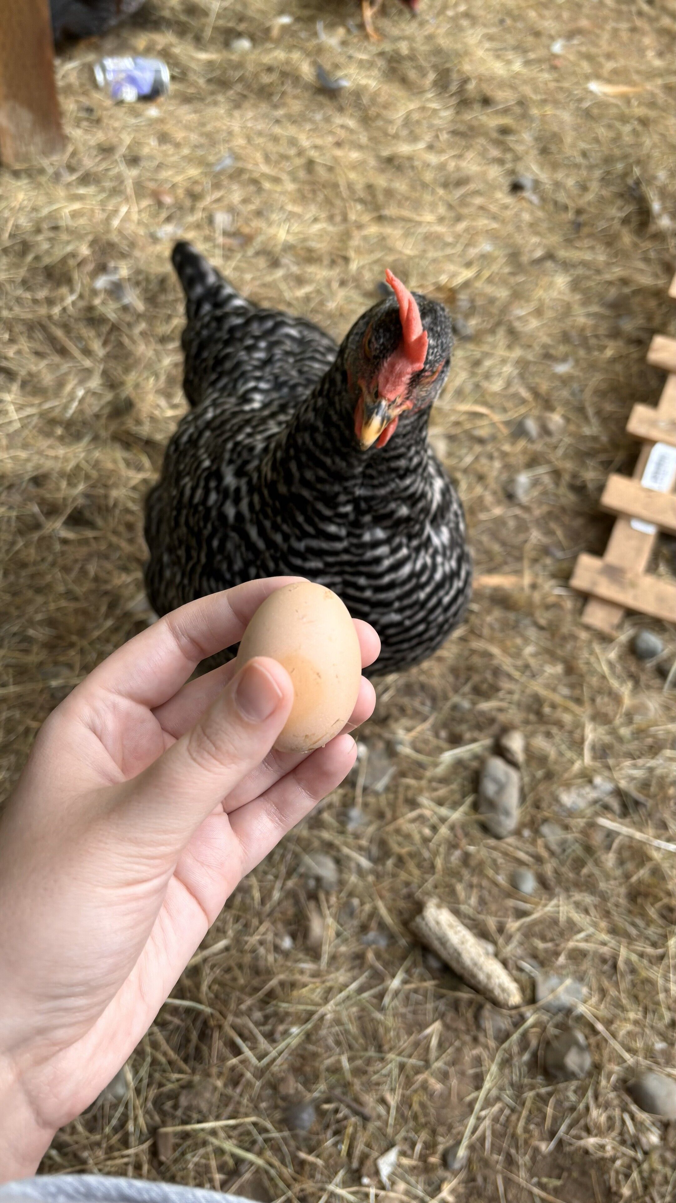 A hand holding an egg in front of a chicken.