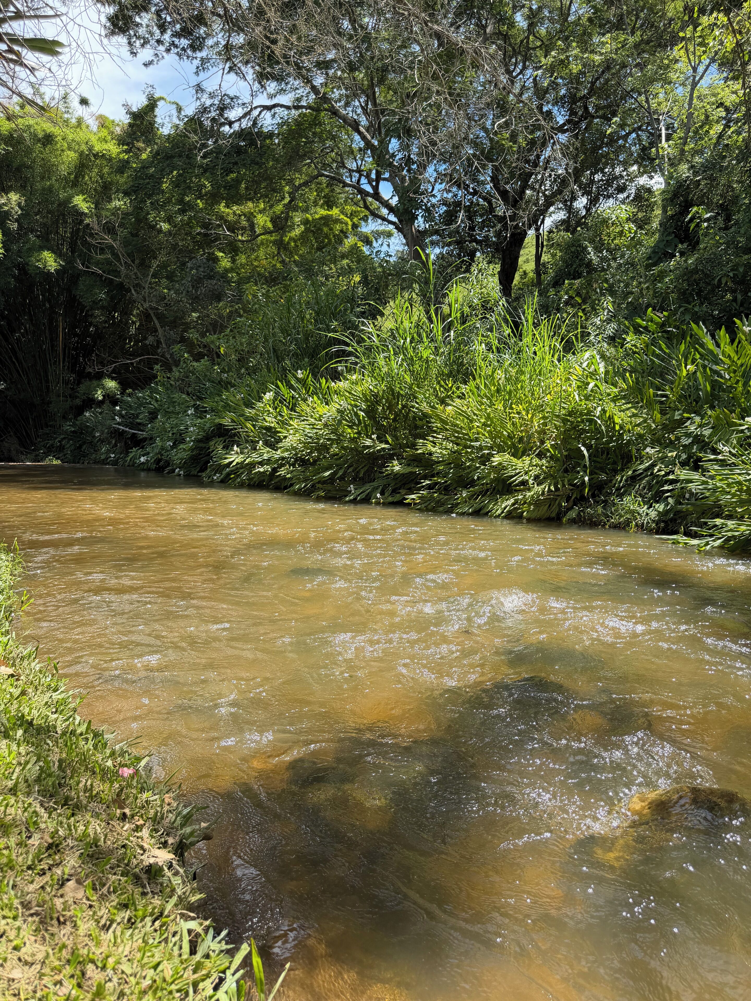 A river flowing through a densely vegetated area with trees and bushes on both sides.