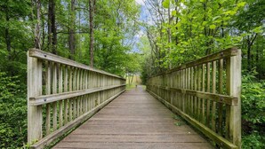 Un pont de fusta en una zona boscosa.