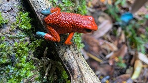 Una rana roja con extremidades azules sobre un tronco cubierto de musgo en un bosque.