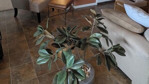 A living room with a sofa, armchair, and a potted plant. - Valley View Bed and Breakfast (Kiron)