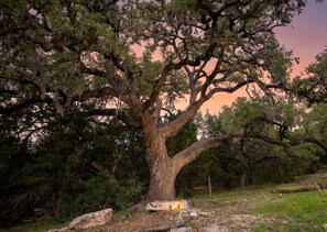 A large tree with a thick trunk and sprawling branches, surrounded by dense greenery and rocks. - Walk to Remi's Ridge & Hayes Hollow Century Oak Casita - Near Canyon Lake (Spring Branch)