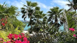 Ein tropischer Garten mit Palmen und Bougainvillea-Blumen.