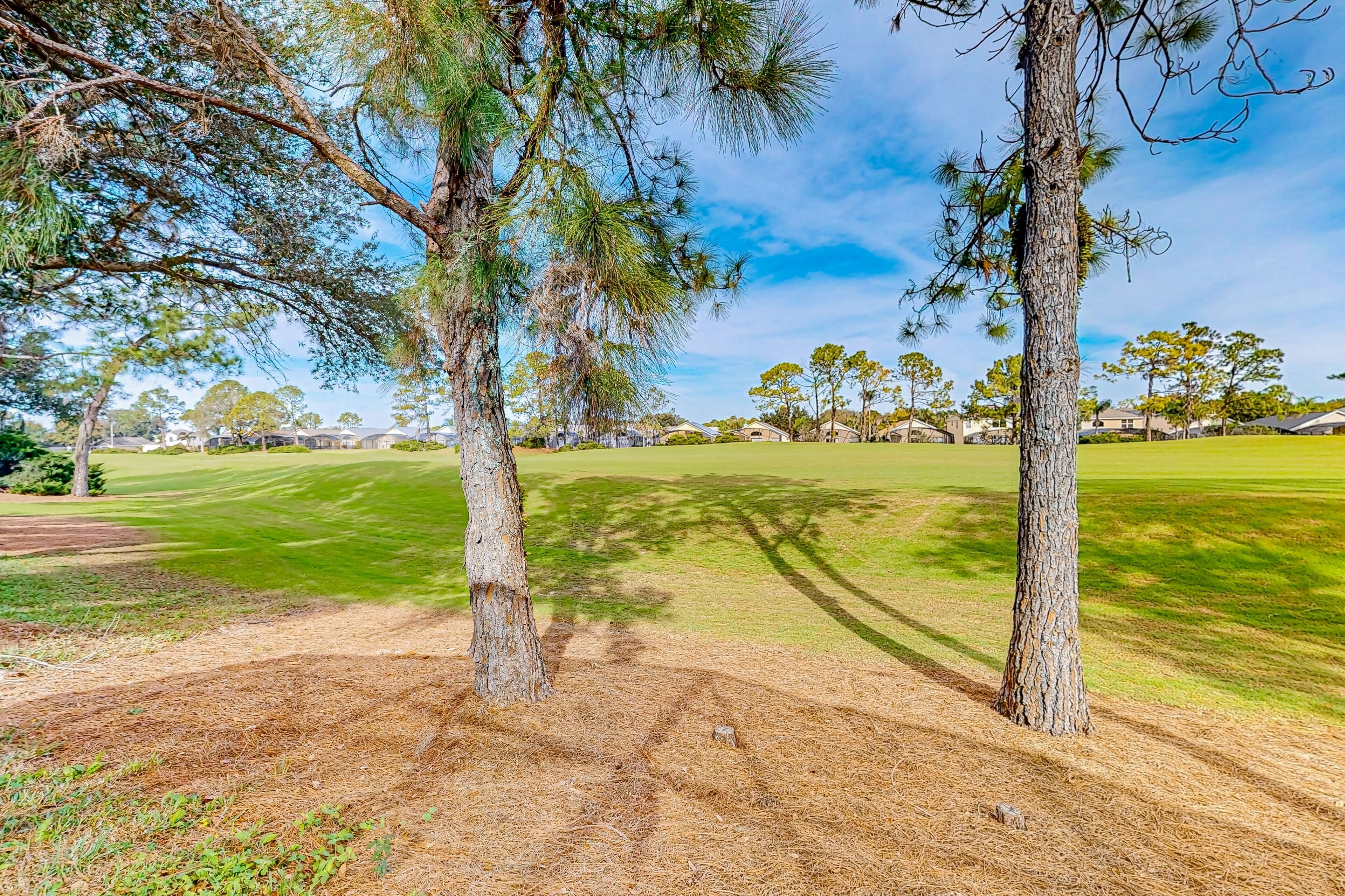A golf course with pine trees and a clear sky.