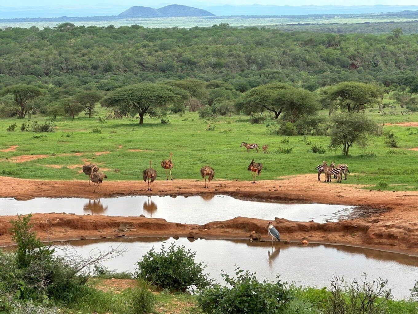A natural landscape with a water body, trees, and wildlife including ostriches and zebras.