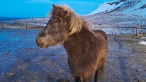 Un cavallo in piedi su un terreno roccioso con montagne sullo sfondo.