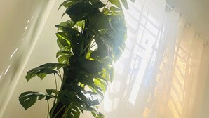 Ruukussa oleva monstera-kasvi, joka on asetettu punottuun koriin, valkoinen lyhty ja valkoinen verho huoneessa, jossa on laattalattia.