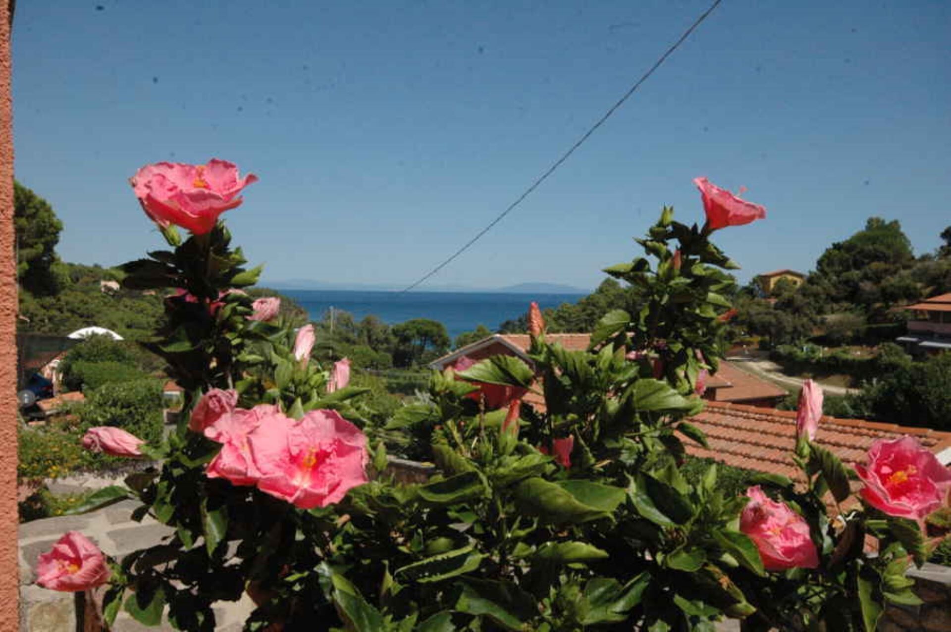 A garden with pink flowers and a view of the sea.