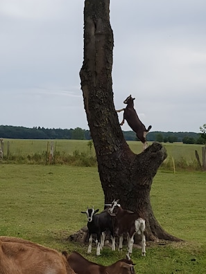 Miscellaneous - Apartment "Lütt Smedhoff - Dresden" with Shared Pool, Garden and Wi-Fi (Gülzow)
