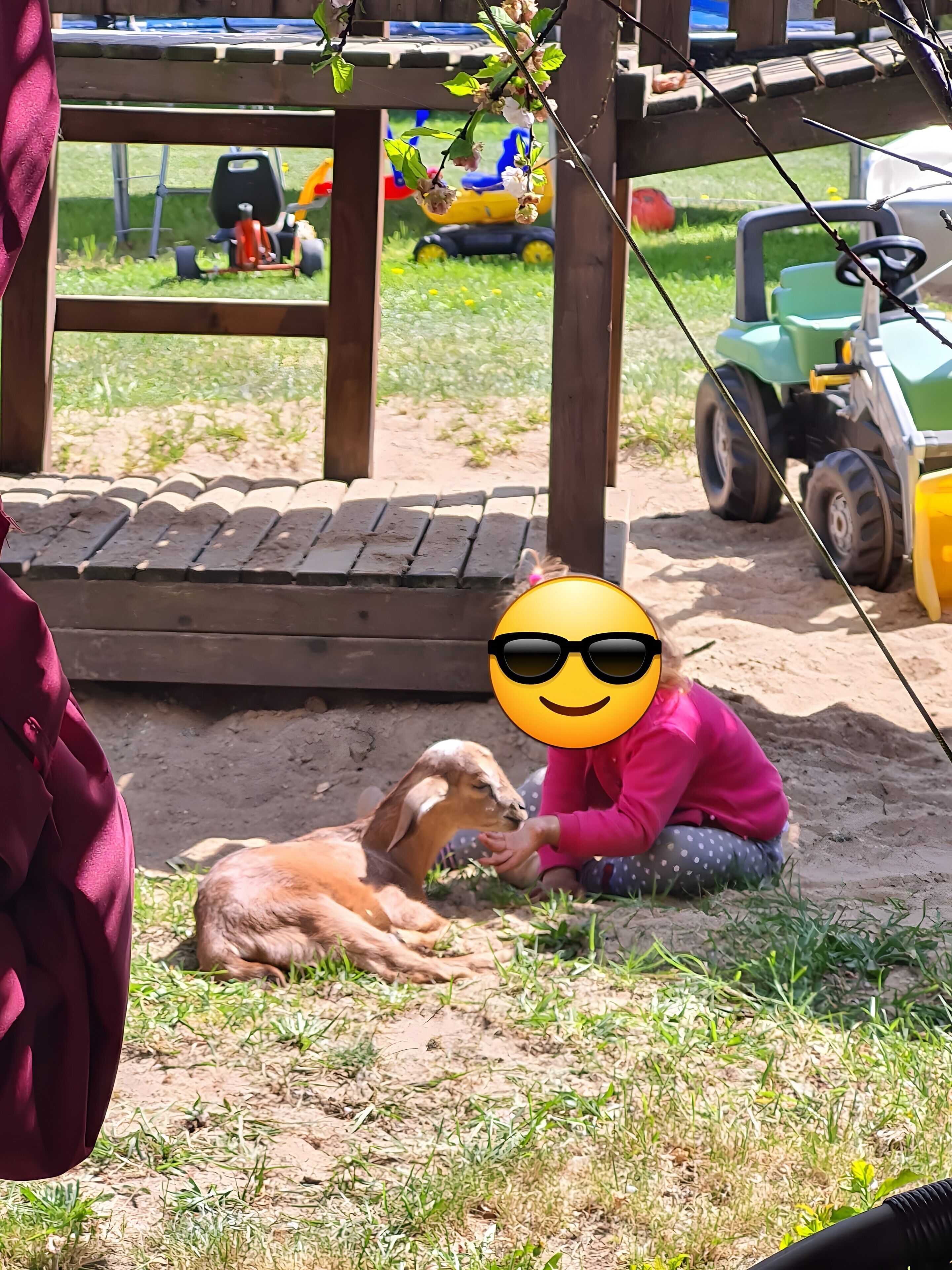 Animaux de compagnie acceptés