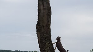 A tree with a goat standing on it, surrounded by a grassy field.