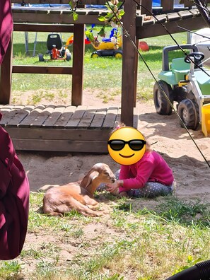 Pet-friendly - Apartment "Lütt Smedhoff - Dresden" with Shared Pool, Garden and Wi-Fi (Gülzow)