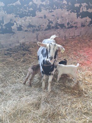 Miscellaneous - Apartment "Lütt Smedhoff - Dresden" with Shared Pool, Garden and Wi-Fi (Gülzow)