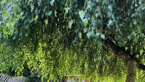 Un jardin bien entretenu, avec une variété de plantes et un arbre qui offre de l’ombre.