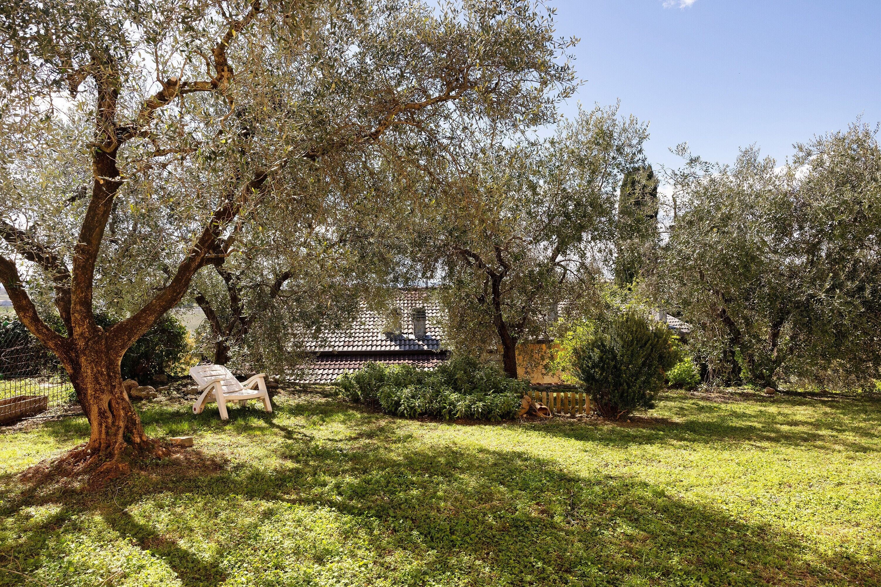 A garden with a tree, a wooden bench, and a building with a tiled roof.
