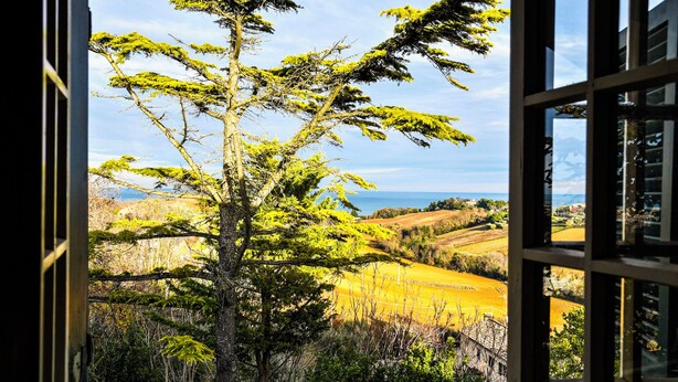 A window view of a coniferous tree and rolling hills. - Mary Jungle (Sant'Elpidio a Mare)