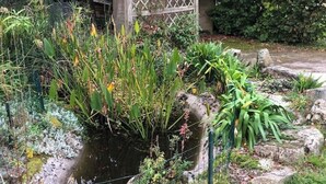 Ein Garten mit Teich, umgeben von verschiedenen Pflanzen und Steinen.