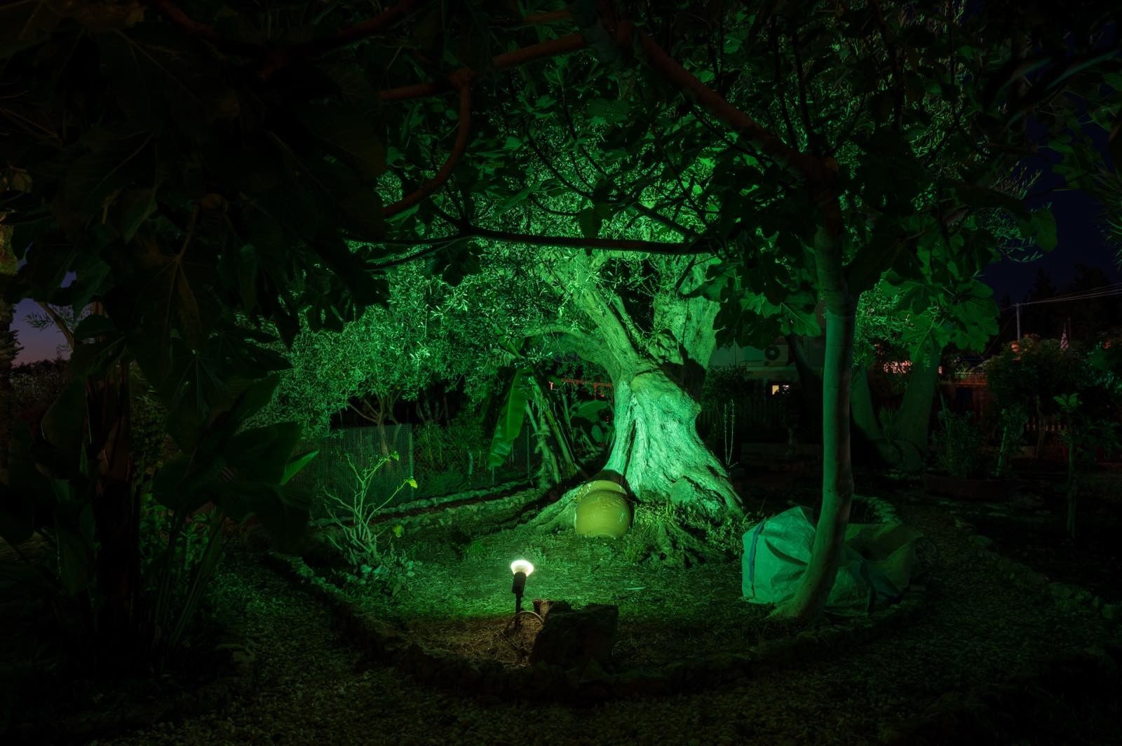 Ein Baum mit einem dicken Stamm und einem kugelförmigen Objekt an der Basis, umgeben von dichtem Grün.