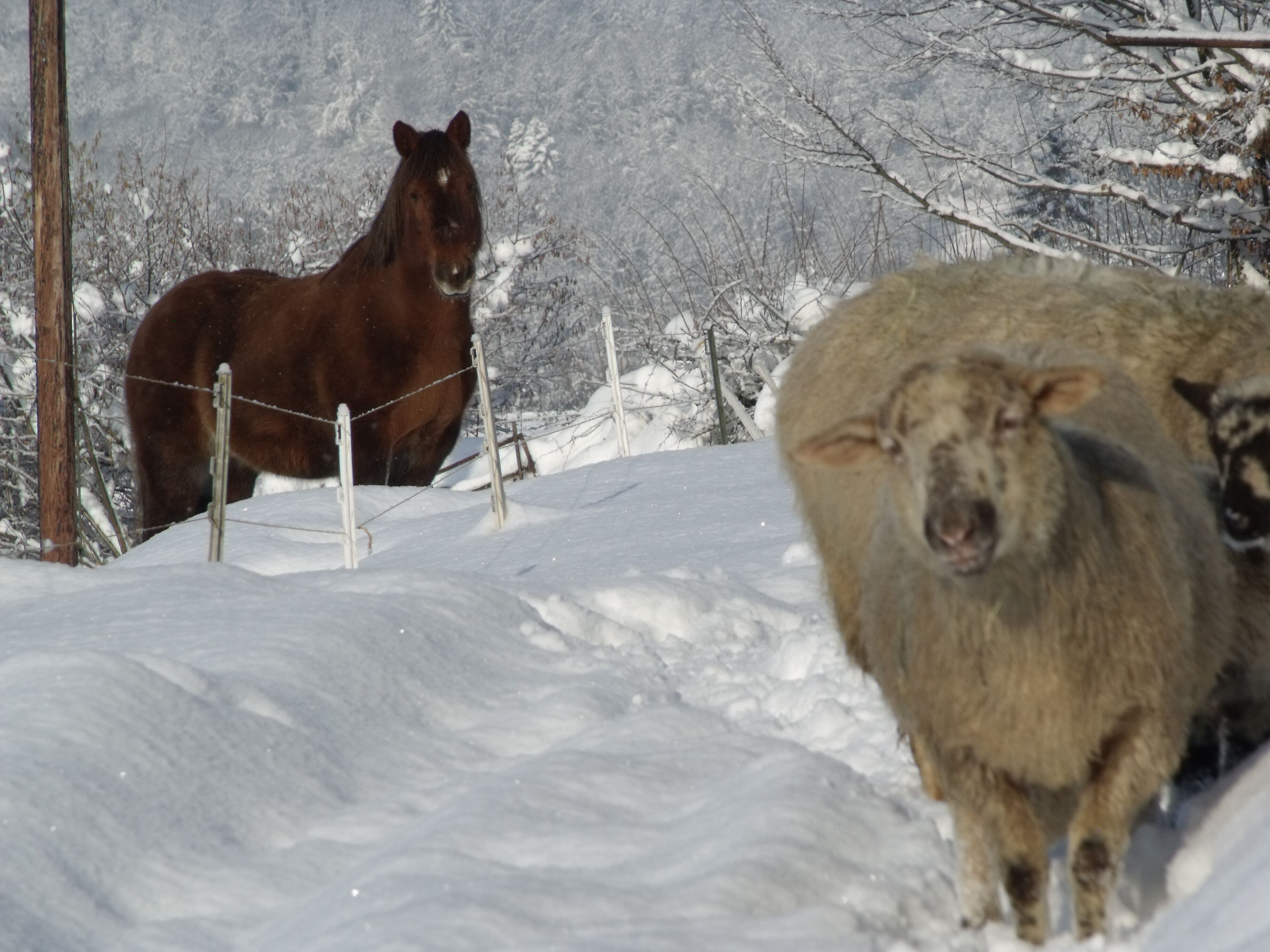Un cheval et des moutons dans un paysage enneigé.