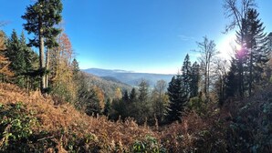 A forested landscape with a clear view of distant mountains.