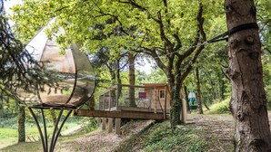 Une cabane perchée dans un arbre, dotée d’une structure métallique et d’une paroi en verre, entourée d’arbres et bordée d’un sentier de terre.
