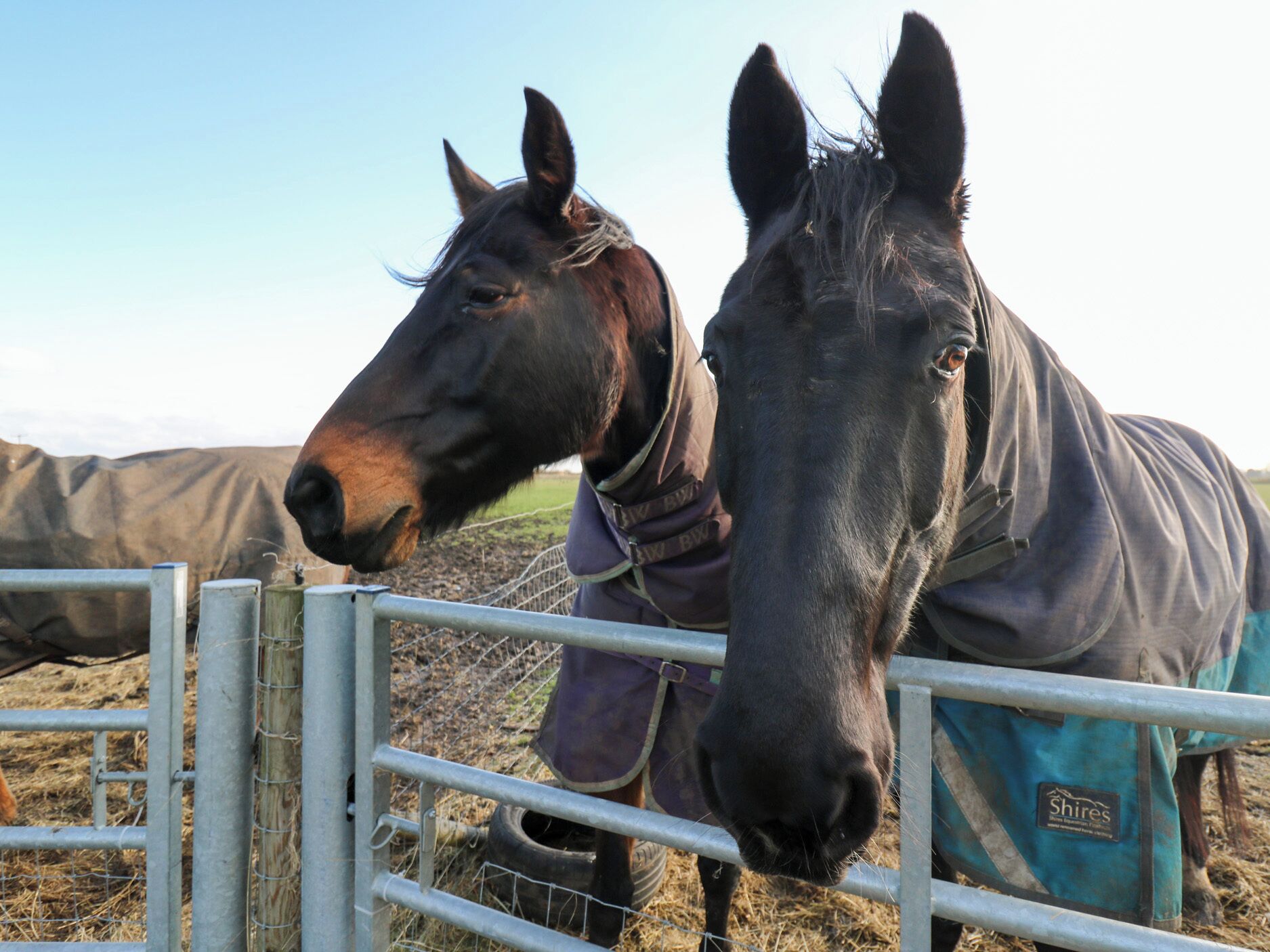 Deux chevaux dans une étable, avec des clôtures en métal et un sol en terre battue.
