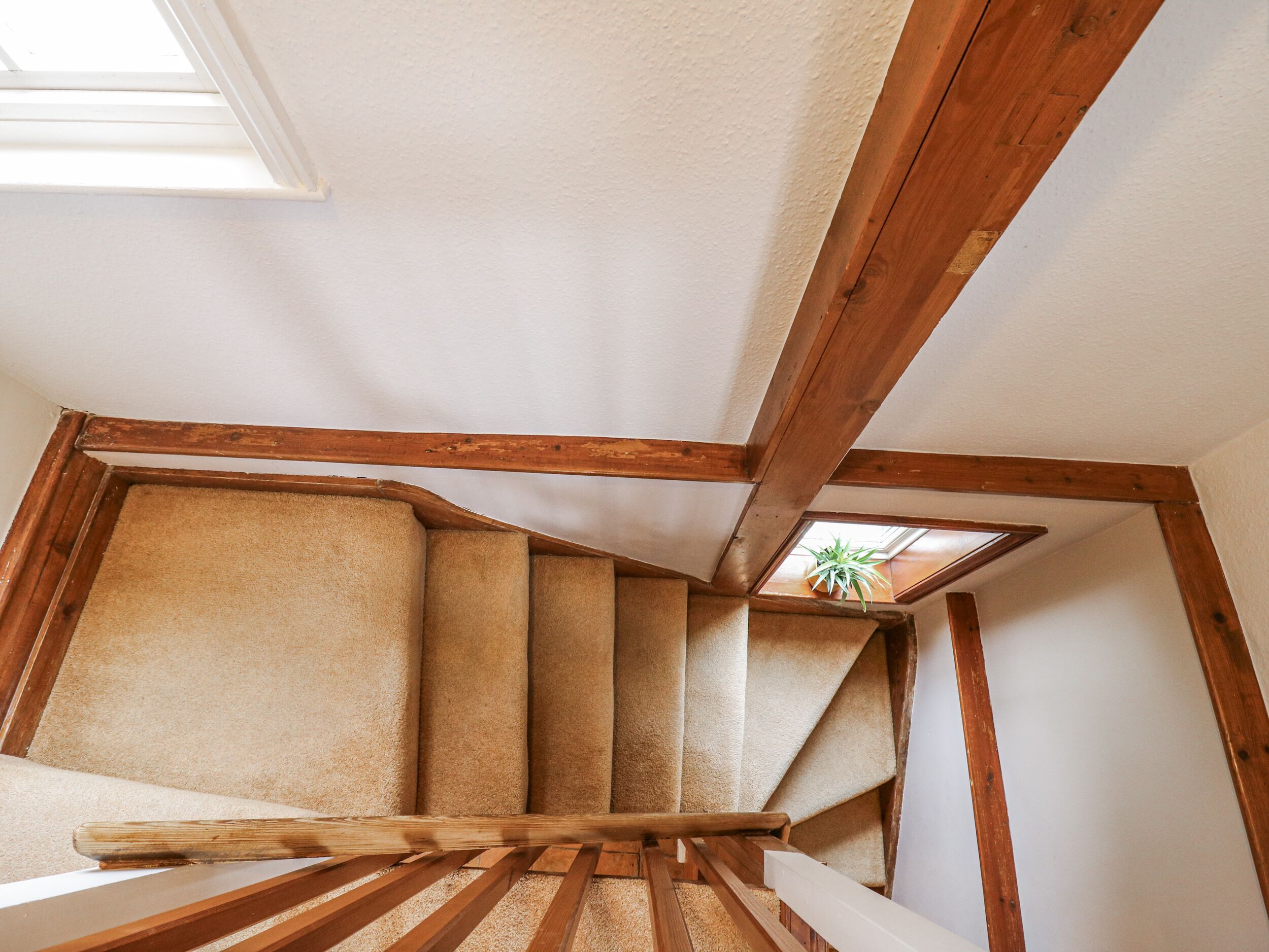 A wooden staircase with a skylight and a potted plant.