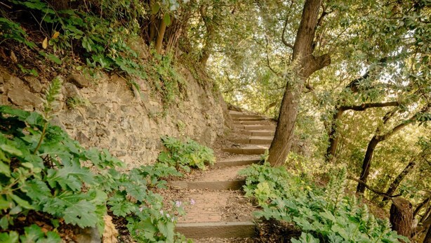 Una escalera de piedra rodeada de exuberante vegetación, que sube por una ladera.