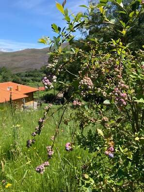 Property grounds - Casa dos Mirtilos, Germil – Mountain Retreat in Gerês (Germil)