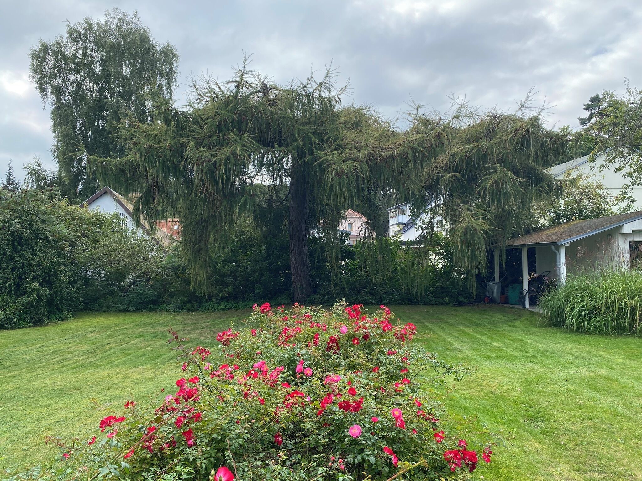 A garden with a lawn, red flowers, and trees.