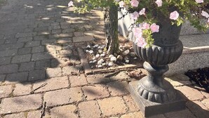 A paved pathway with a potted plant of pink flowers, a tree, and a building with a staircase in the background. - Villa Cremona (Seebad Bansin)