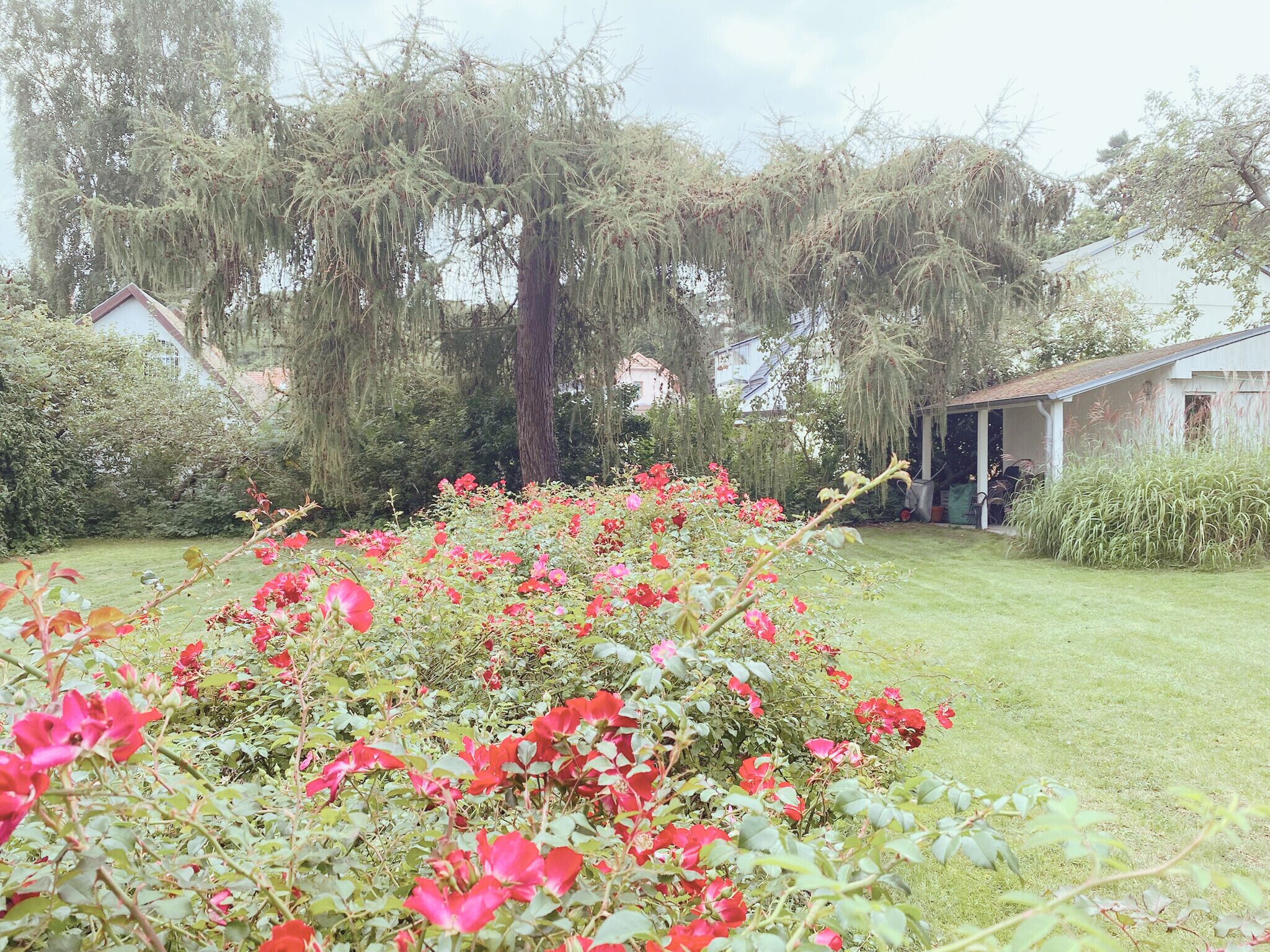 Un jardín con flores rojas y un edificio pequeño al fondo.