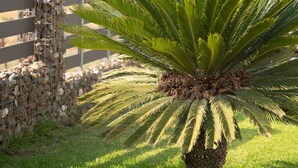 Una palmera en un área con césped, una pared de piedra y una valla de madera al fondo.