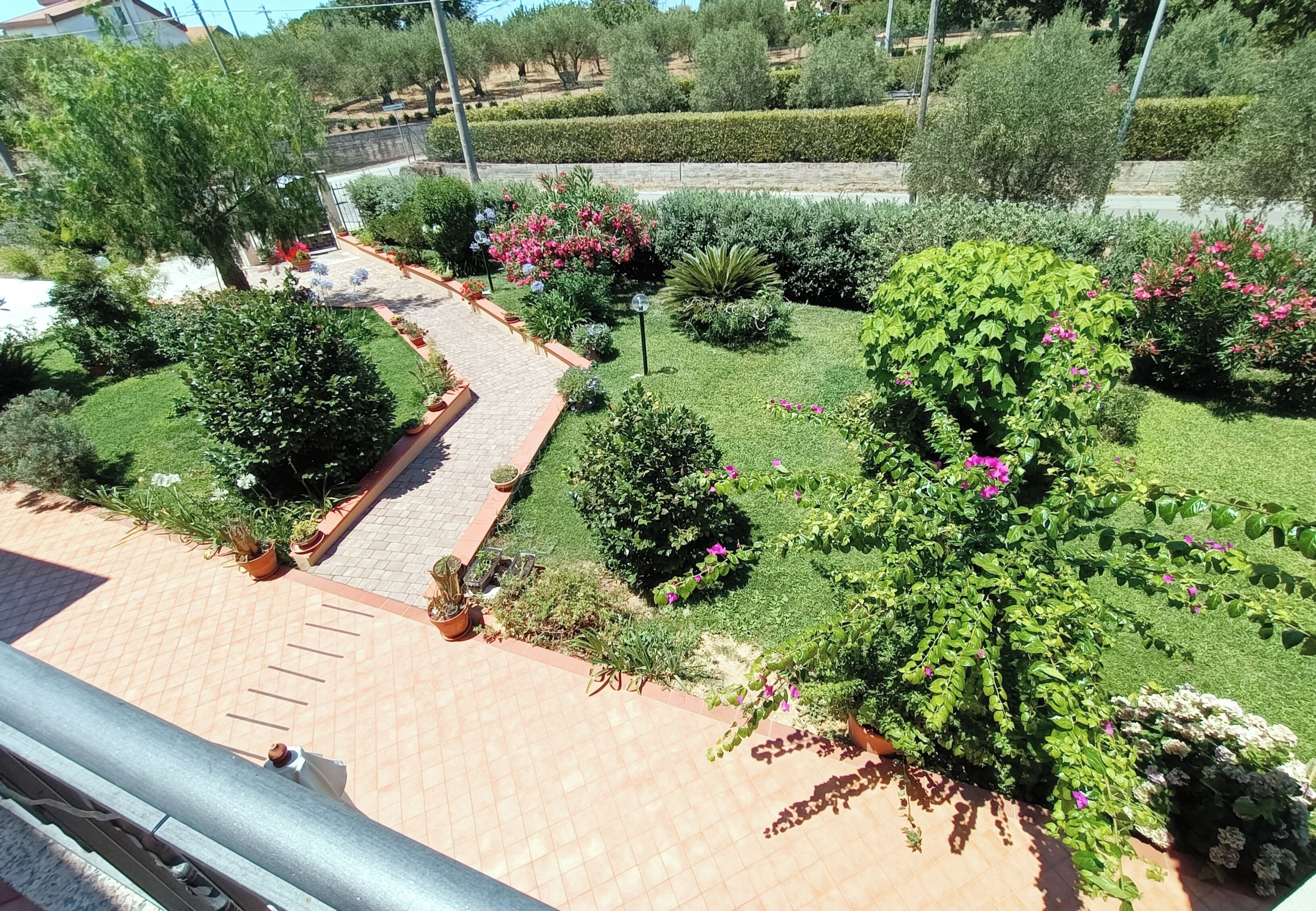 A garden with a paved walkway, various plants, and a small tree with pink flowers.