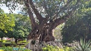 Ein großer Baum mit weitläufigen Wurzeln und ein gepflegter Garten mit verschiedenen Pflanzen.