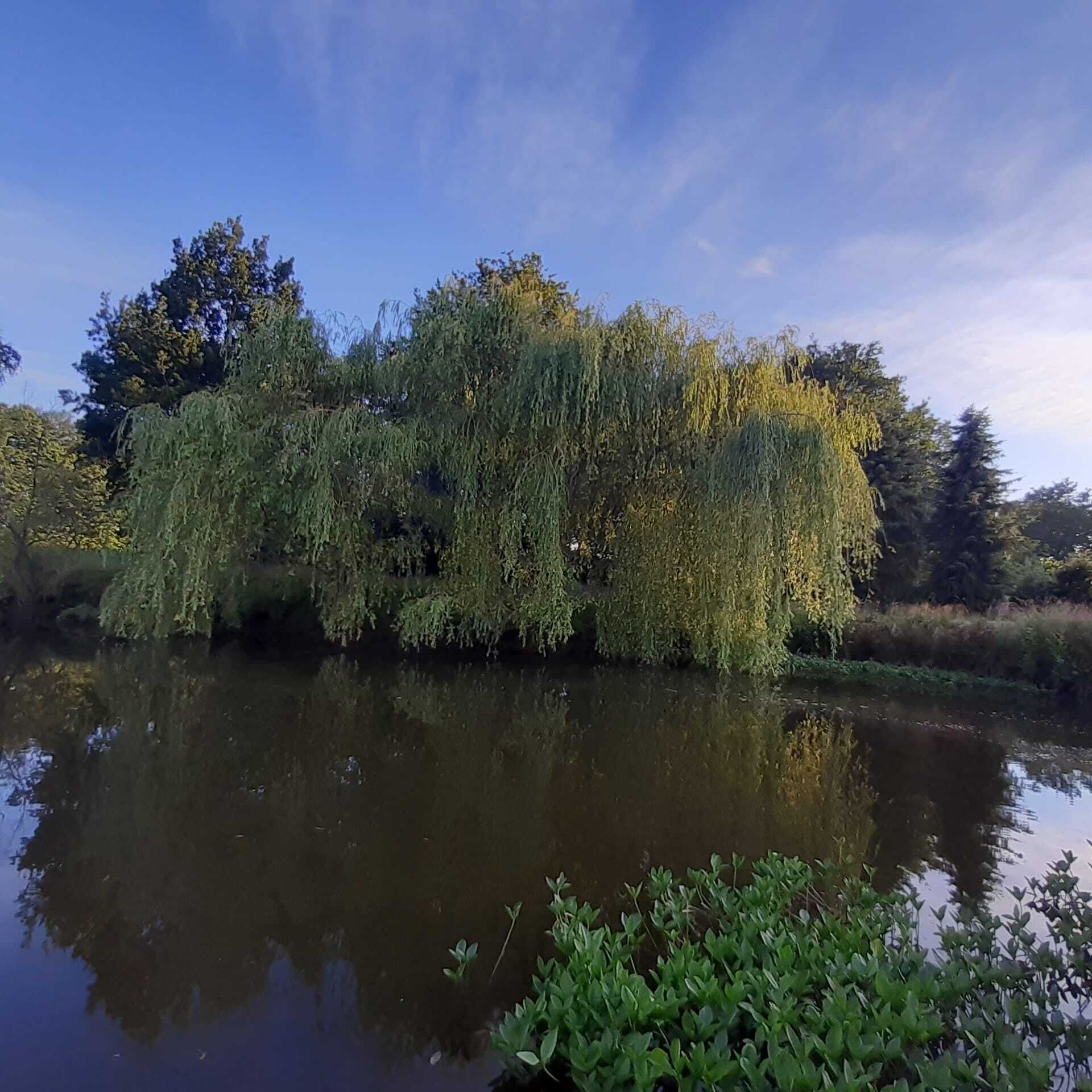 Ein ruhiger Fluss mit einer trauerwehenden Weide, deren Spiegelbild im Wasser zu sehen ist.
