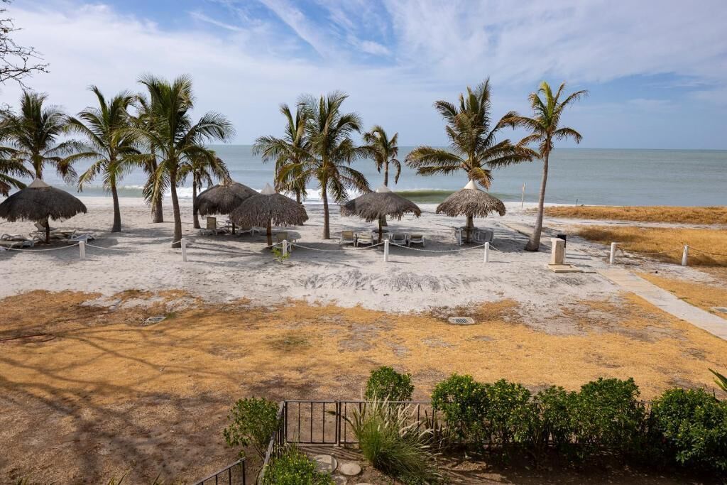 A beach with thatched umbrellas, palm trees, and a sandy path leading to the water.