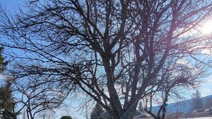 A tree in a landscaped area with a clear sky and distant buildings. - Nature getaway: cottage with grounds (Saint antheme)