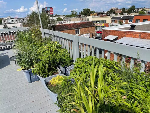 Maison Tamtam Plex (CITQ #: 309507)