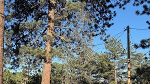 Una mesa y sillas dispuestas al aire libre, con árboles y una valla al fondo.