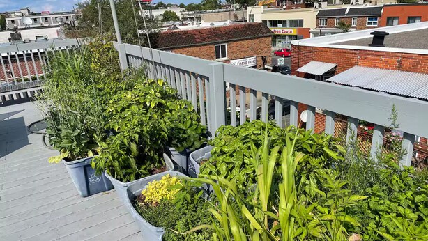 A rooftop garden with various potted plants and a view of the surrounding buildings. - Maison Tamtam (CITQ #: 309507) (Montréal)